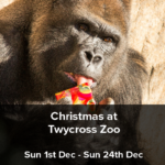 Christmas at Twycross Zoo