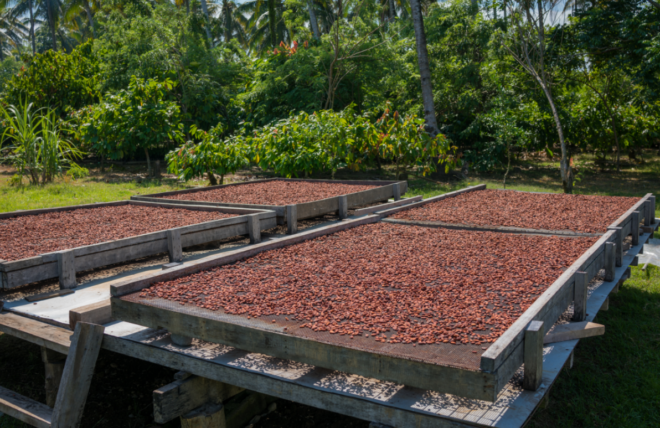 Organic cocoa beans sun drying on a farm in the Solomon Islands 